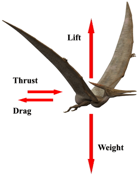 Picture of Pterosaur